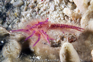 gangga island,nikon d2x 60 mm macro by Puddu Massimo 